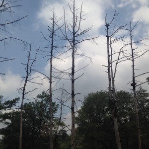 Pohon yang sudah terkena erupsi merapi